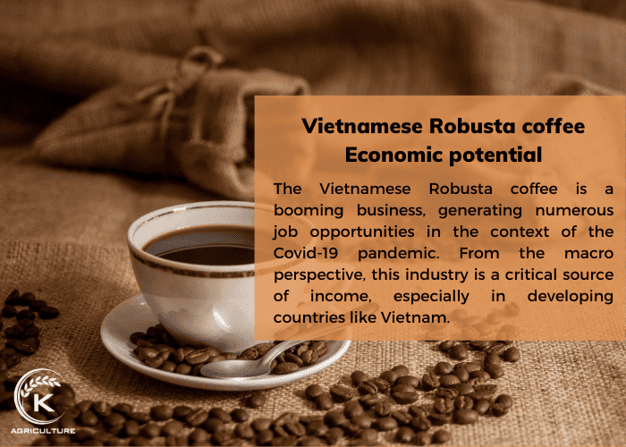 Vietnamese-robusta-coffee-03