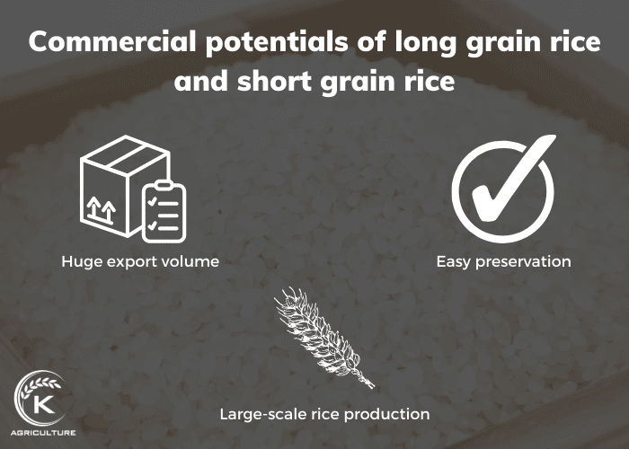 long-grain-rice-vs-short-grain-rice-05.jpg