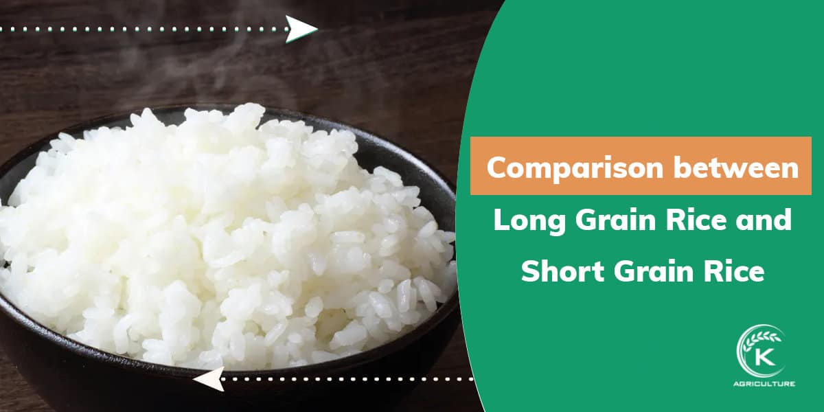 Comparison Between Long Grain Rice Vs Short Grain Rice | K-Agriculture