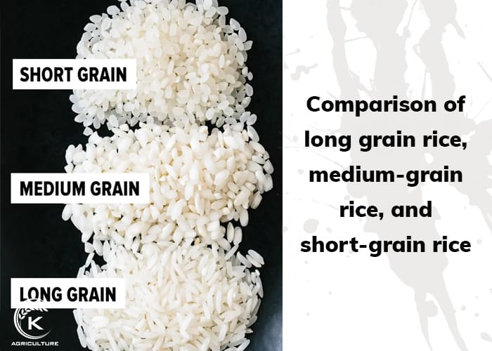 is-long-grain-rice-white-rice-1.jpg