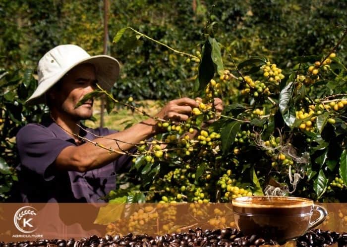 Vietnamese-coffee-production-9