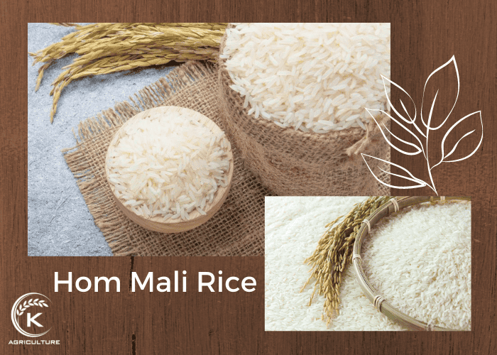is-long-grain-rice-white-rice-5.jpg