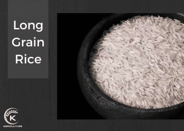 Long Grain Rice Rotation Long Grain vs Short Grain Rice: Key Differences and Which One to Choose