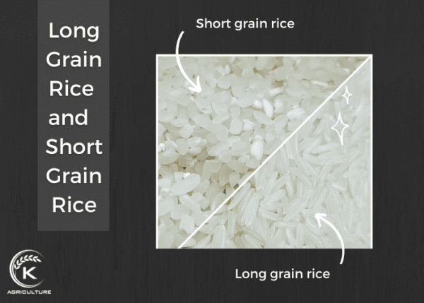 Long Grain vs Short Grain Rice: Key Differences and Which One to Choose