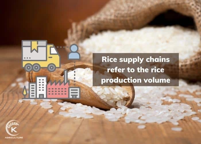 rice-suppliers-11.jpg