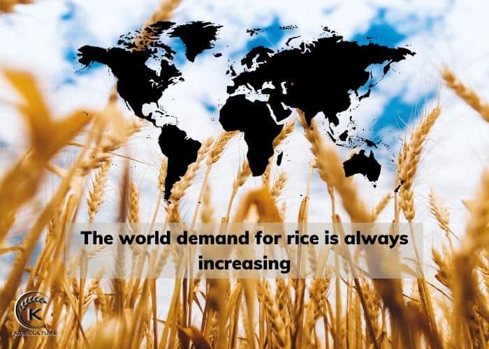 rice-suppliers-12.jpg