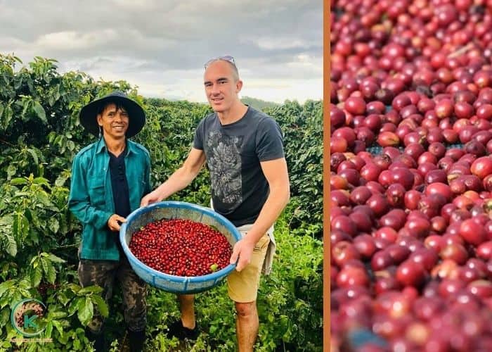 Vietnamese-coffee-production-6