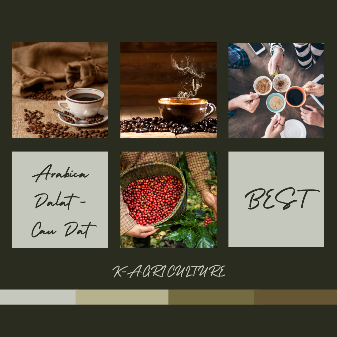 arabica-dalat-2