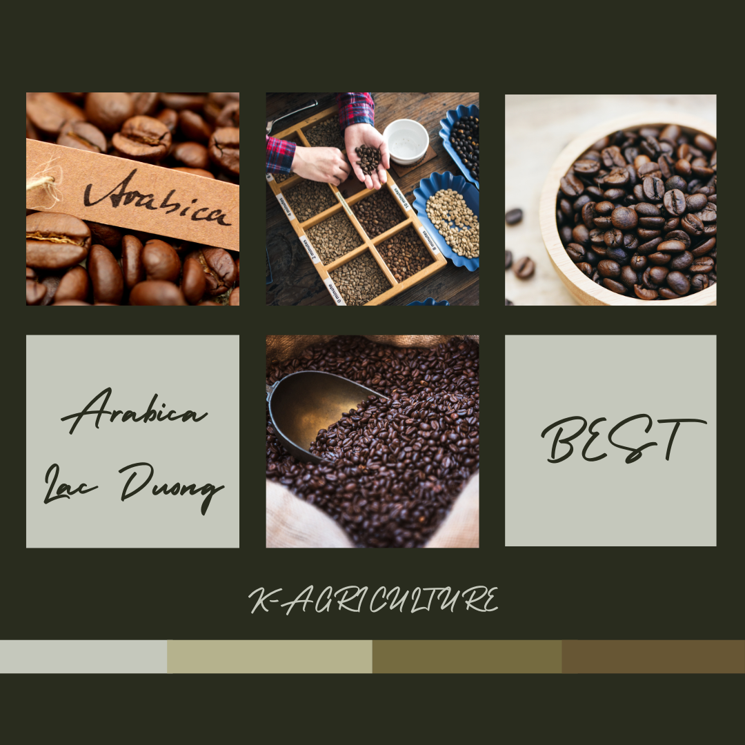 Arabica-Lac-Duong-coffee
