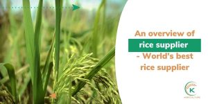 rice supplier