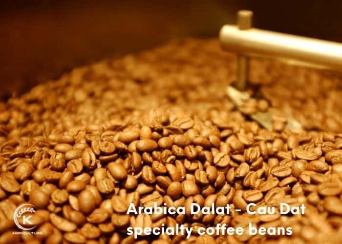 specialty-coffee-beans-11