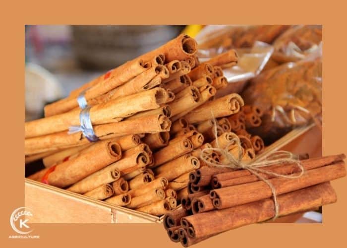 cinnamon-suppliers-4.jpg