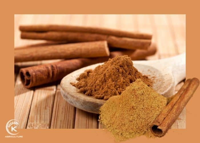 Cinnamon-suppliers-5.jpg