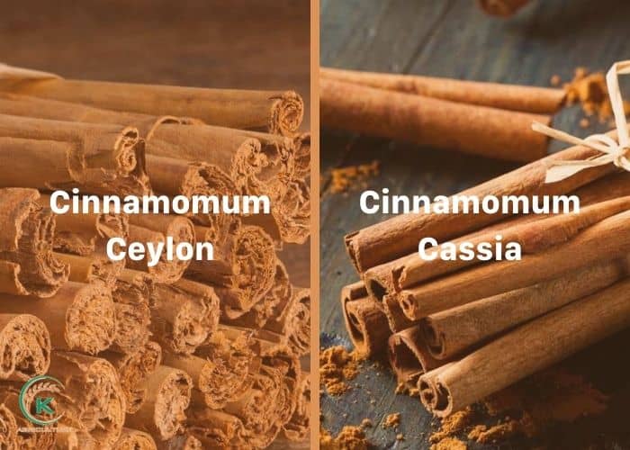 cinnamon-suppliers-3.jpg