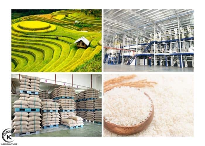 rice-exporters-11.jpg