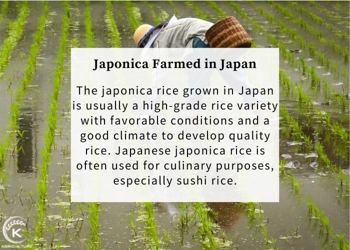 japonica-rice-brands-2.jpg