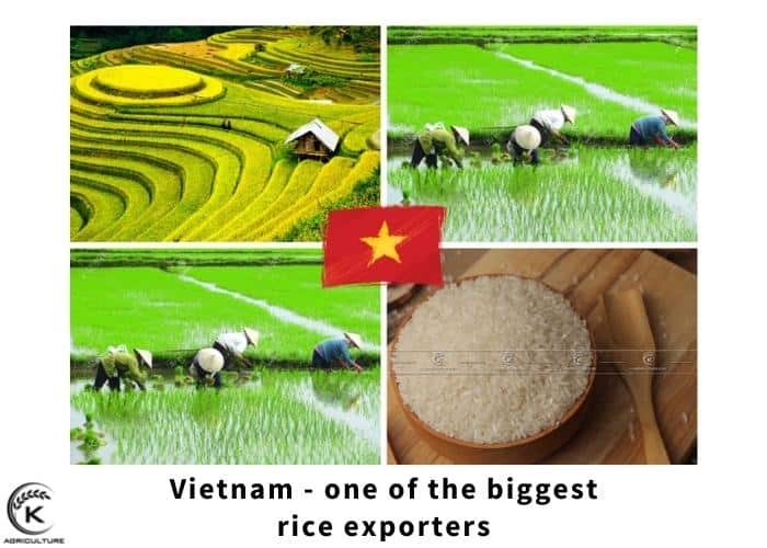 rice-exporters-3.jpg