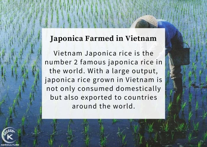 japonica-rice-brands-3.jpg