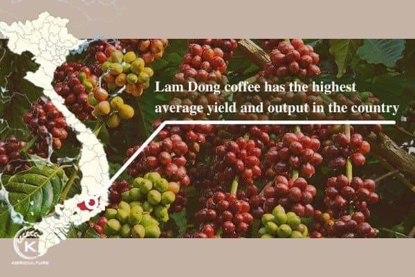 Vietnamese-coffee-wholesale-7