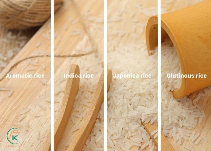 rice-wholesale-price-5.jpg