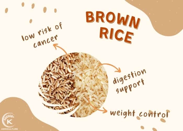 wholesale-brown-rice-2.jpg
