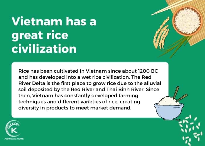 vietnamese-rice-export-4