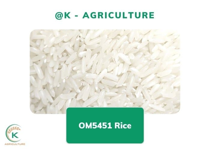 Long-Grain-Rice-Types-4