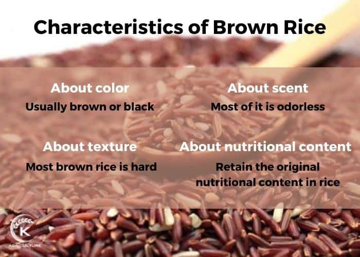 brown-rice-2