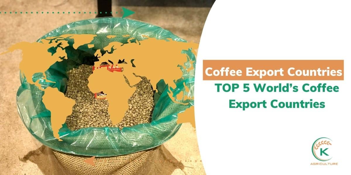 TOP 5 Coffee Export Countries In The World 2024 KAgriculture