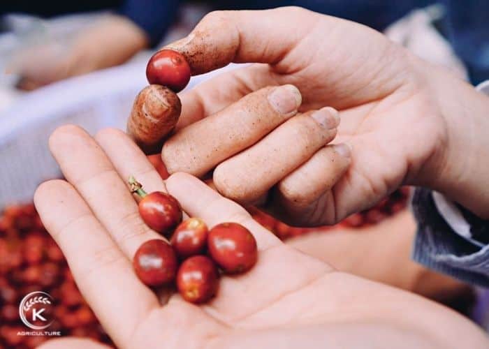 Vietnam-coffee-beasn-exporters-6