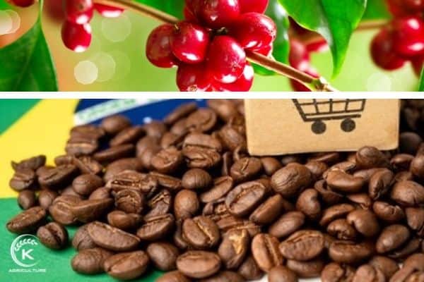 Wholesale-coffee-bean-prices-8