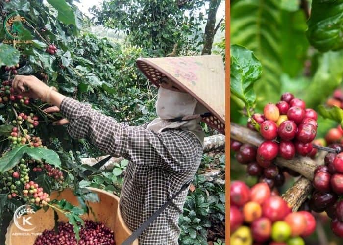 Vietnam-coffee-beasn-exporters-12