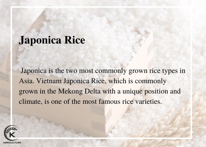 japonica-rice-health-benefits-1