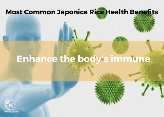 japonica-rice-health-benefits-3