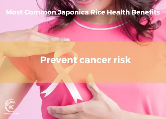 japonica-rice-health-benefits-6