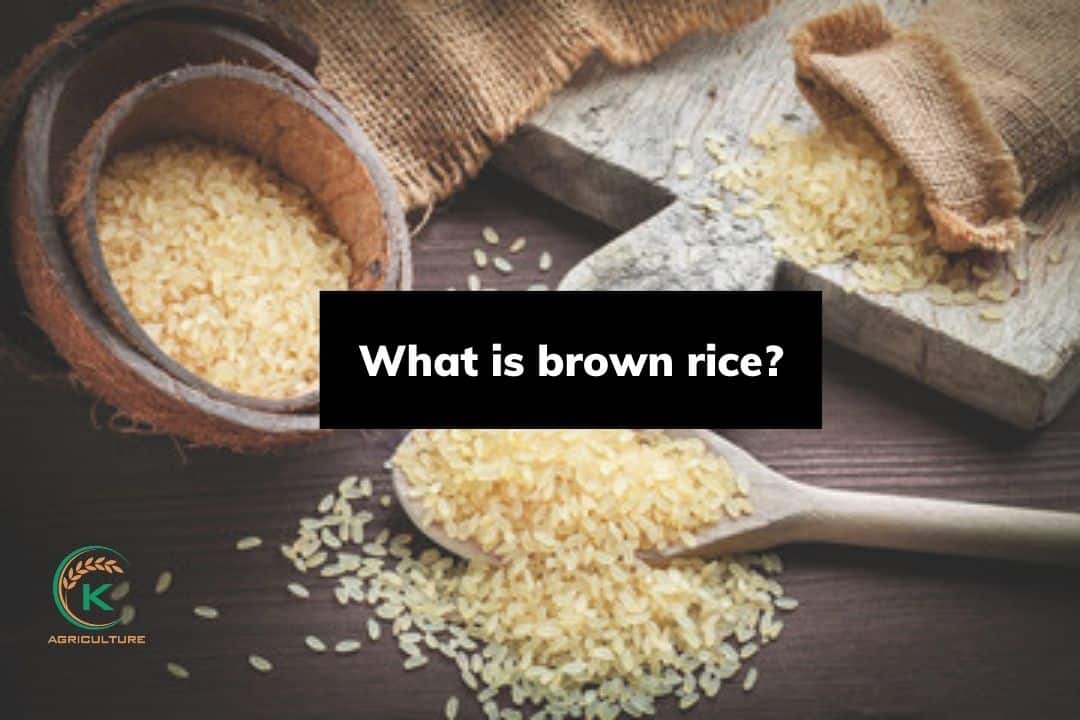 brown-rice-vs-white-rice-1