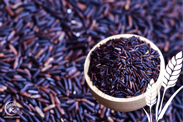 purple-rice-2