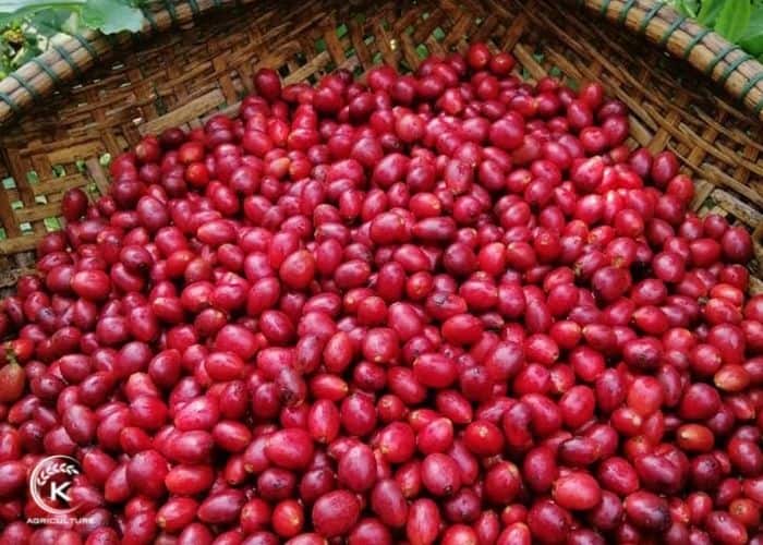 Vietnam-coffee-beans-exporters-17