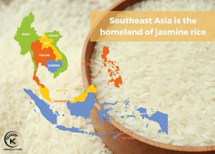 jasmine-rice-suppliers-2