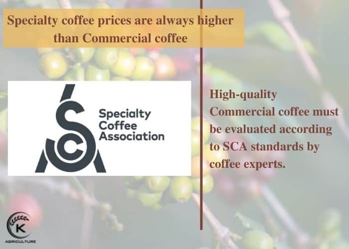 Specialty-coffee-vs-Commercial-coffee-4