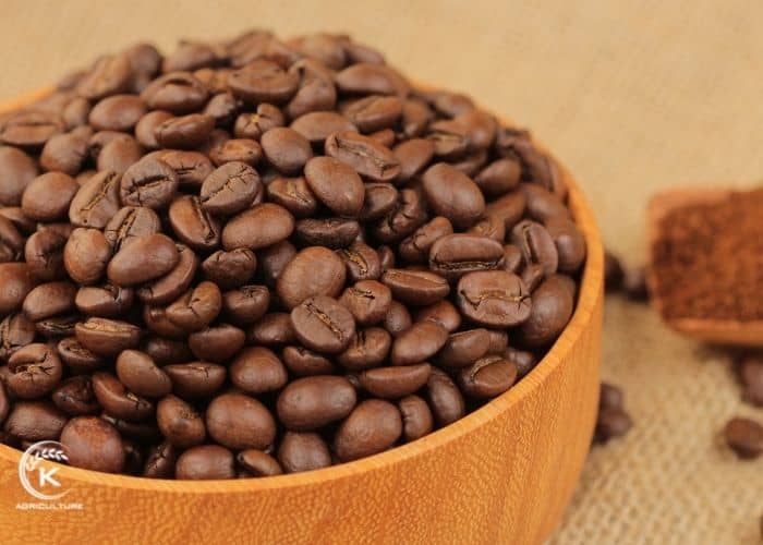 Vietnam-coffee-beans-exporters-13