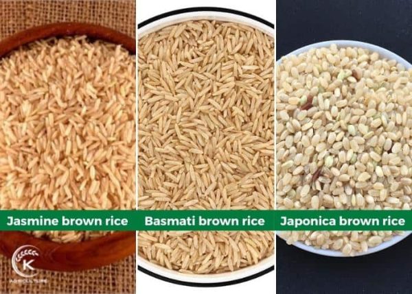 Brown Rice: Origins, Types, Benefits, Prices & Vietnam’s Leading Supplier