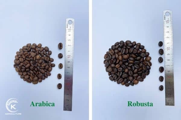 Arabica-and-Robusta-1