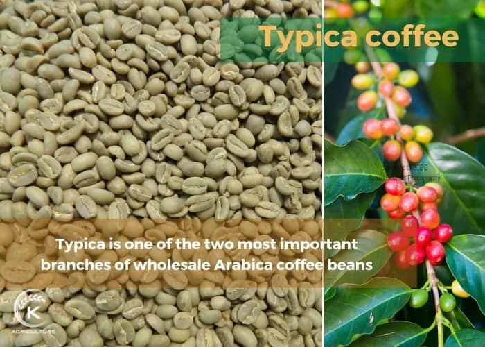 wholesale-arabica-coffee-beans-7