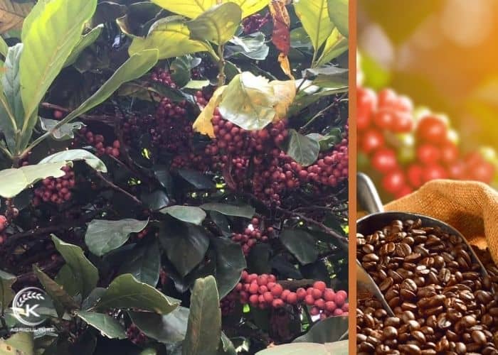 Vietnam-coffee-beans-exporters-15