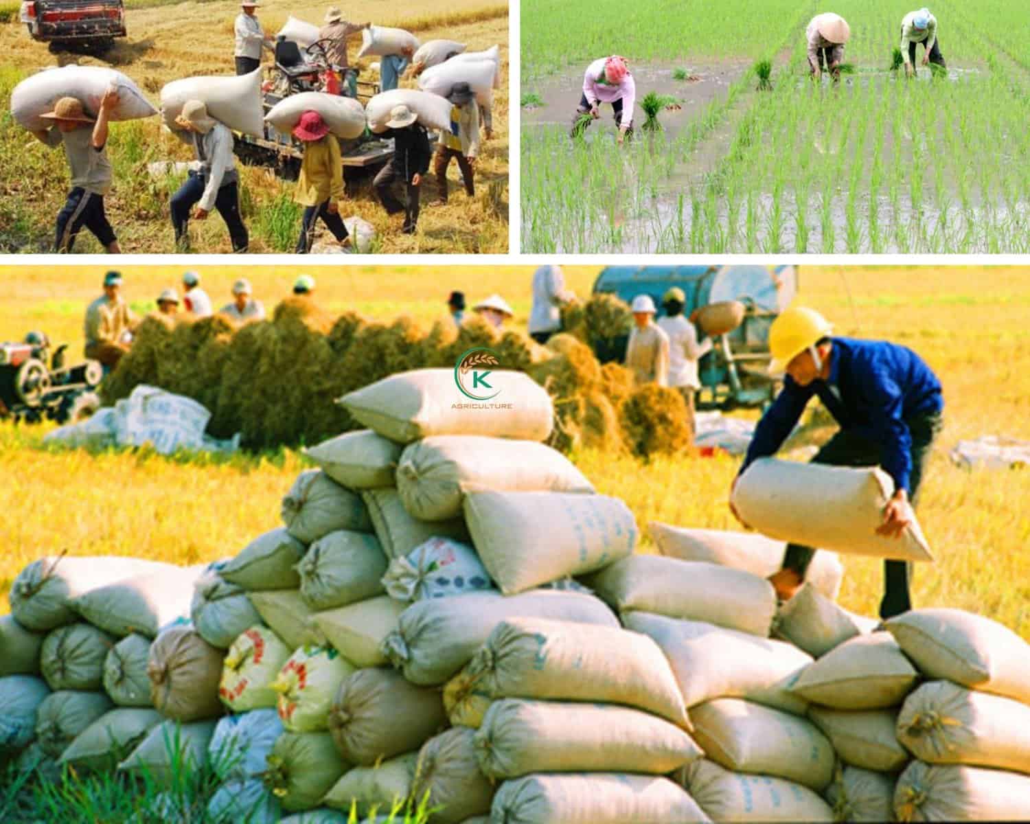 vietnamese-rice-exporters-11