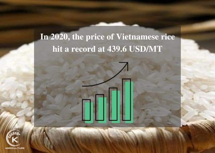 Vietnamese-rice-suppliers-2