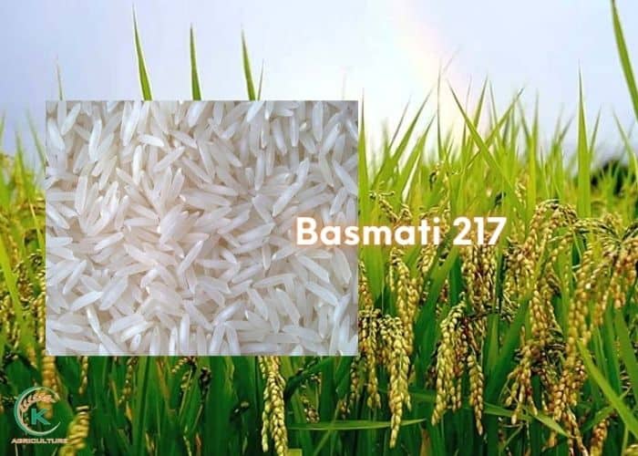 Basmati-rice-from-India-9.jpg