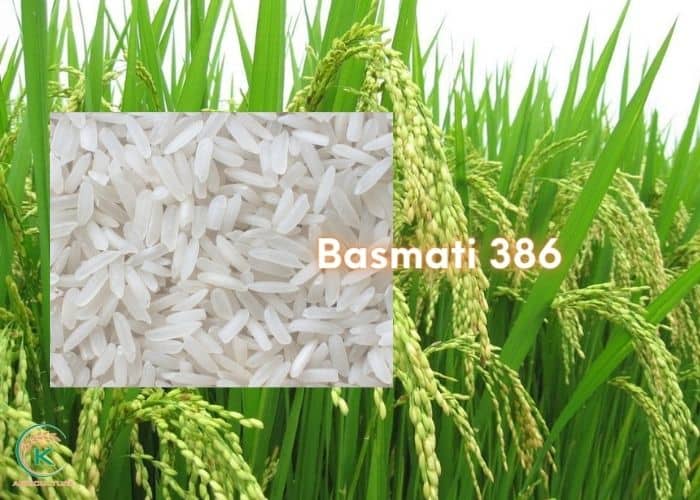 Basmati-rice-from-India-7.jpg