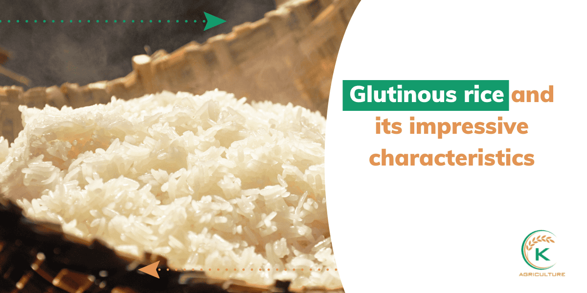 glutinous-rice-12